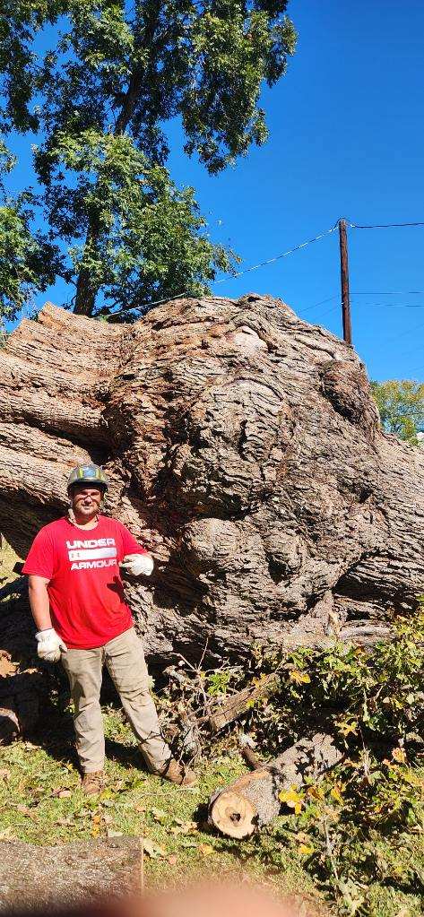 Post Oak Burl